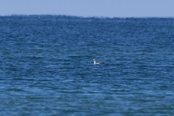 アビ 千里浜(石川県羽咋市) 2023年3月19日(日)