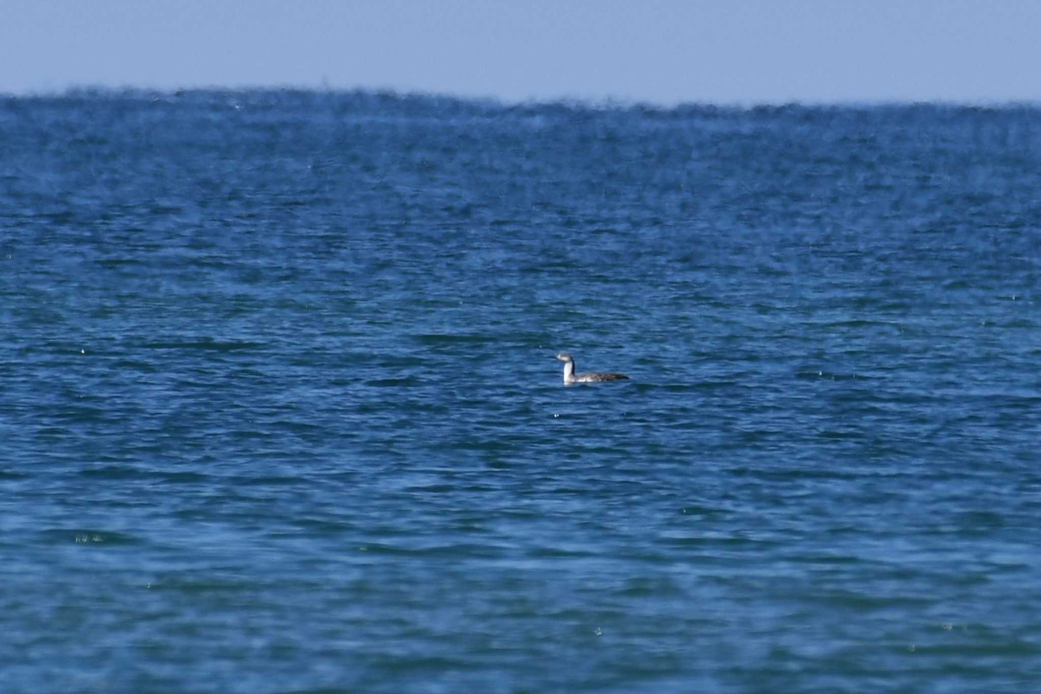 Photo of Red-throated Loon at 千里浜(石川県羽咋市) by Semal