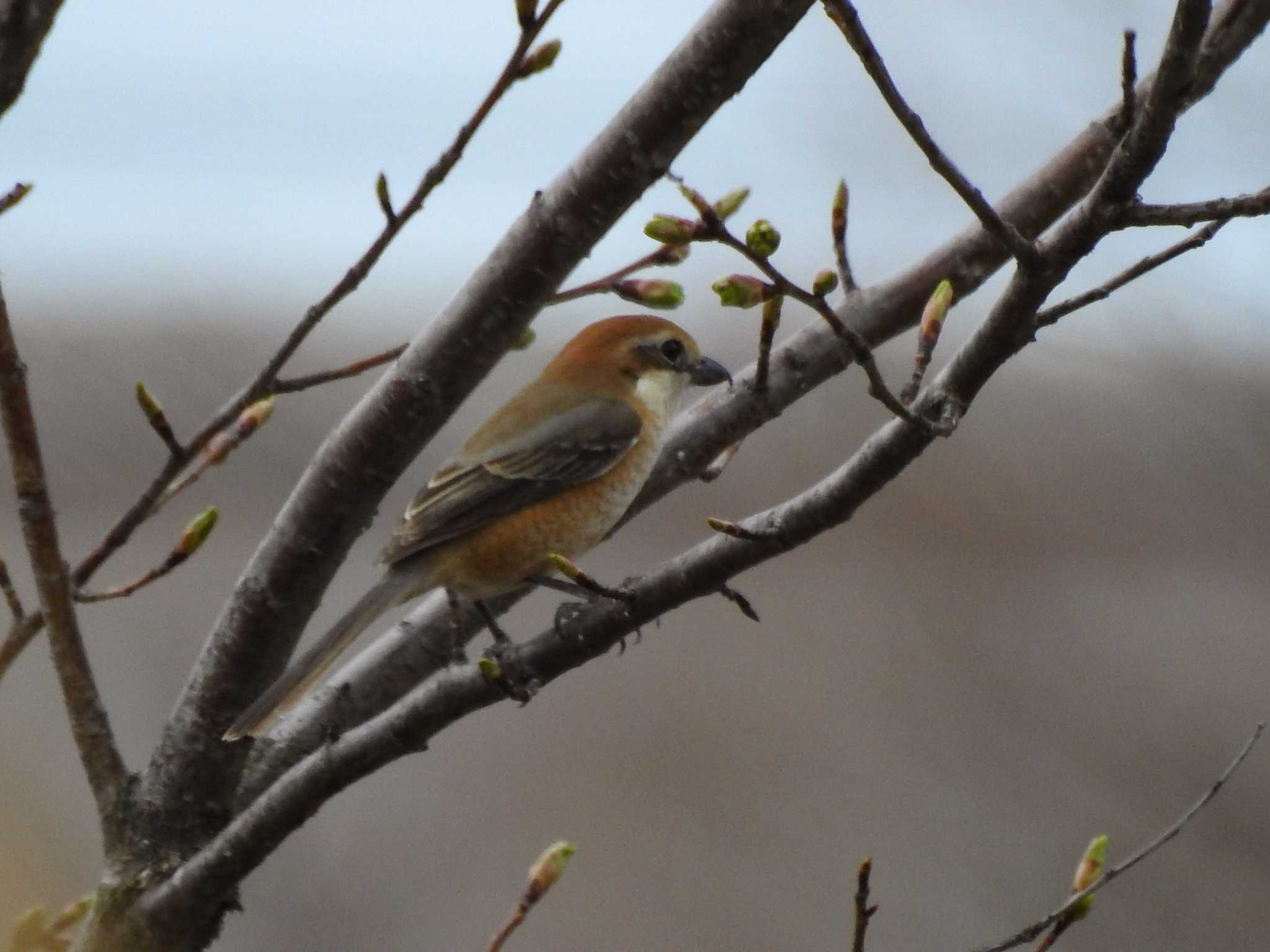 Photo of Bull-headed Shrike at 富岩運河環水公園 by どらお