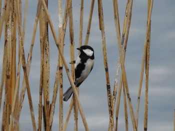 Japanese Tit 富岩運河環水公園 Tue, 3/21/2023