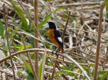 Daurian Redstart 富岩運河環水公園 Tue, 3/21/2023