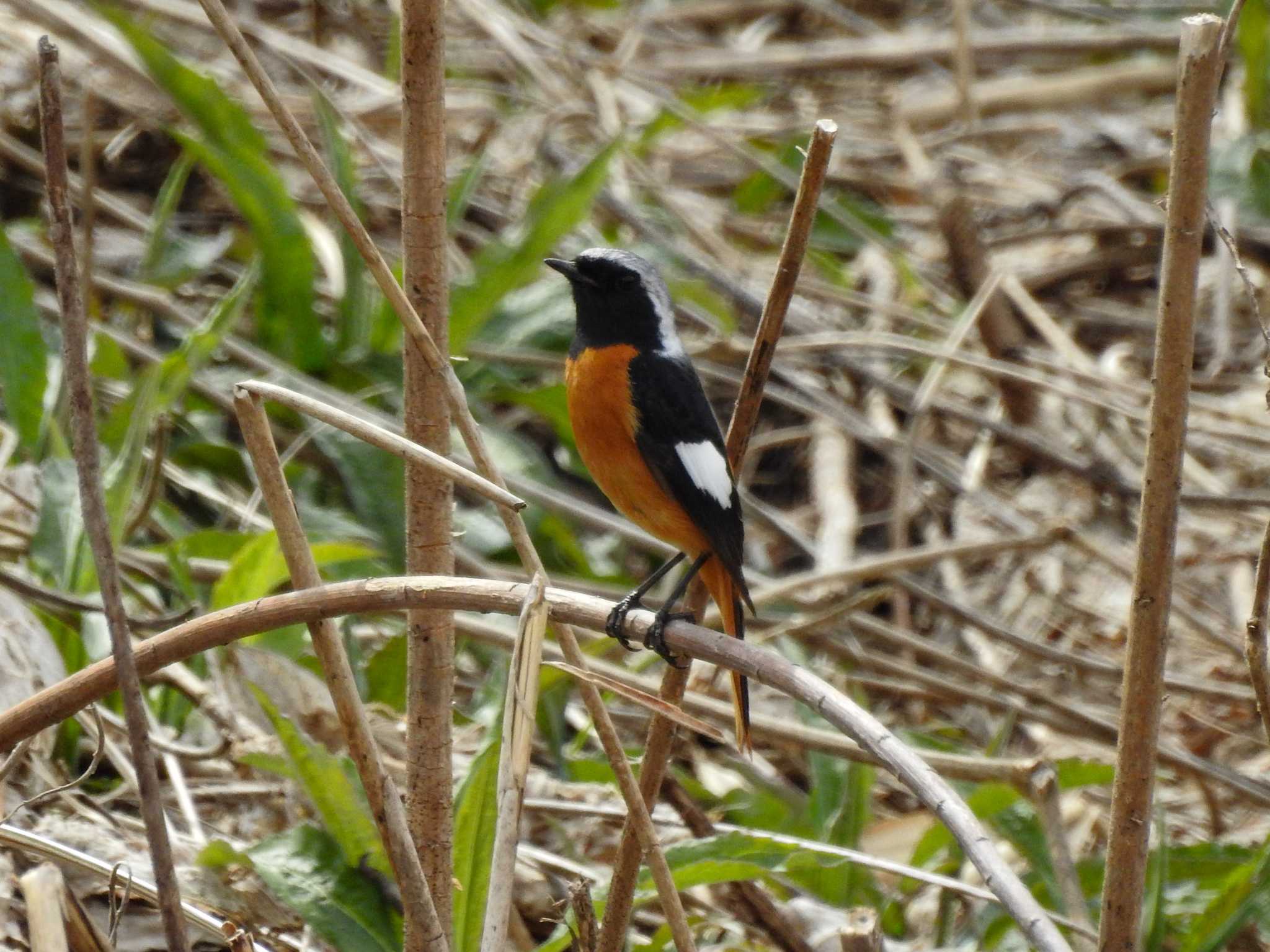 Daurian Redstart