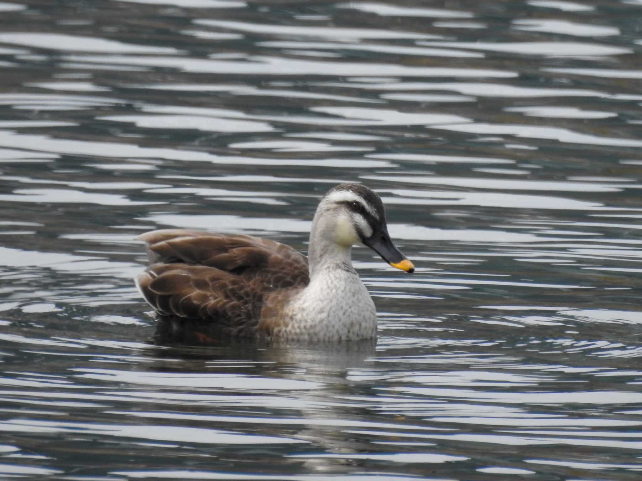 Photo of Eastern Spot-billed Duck at 富岩運河環水公園 by どらお