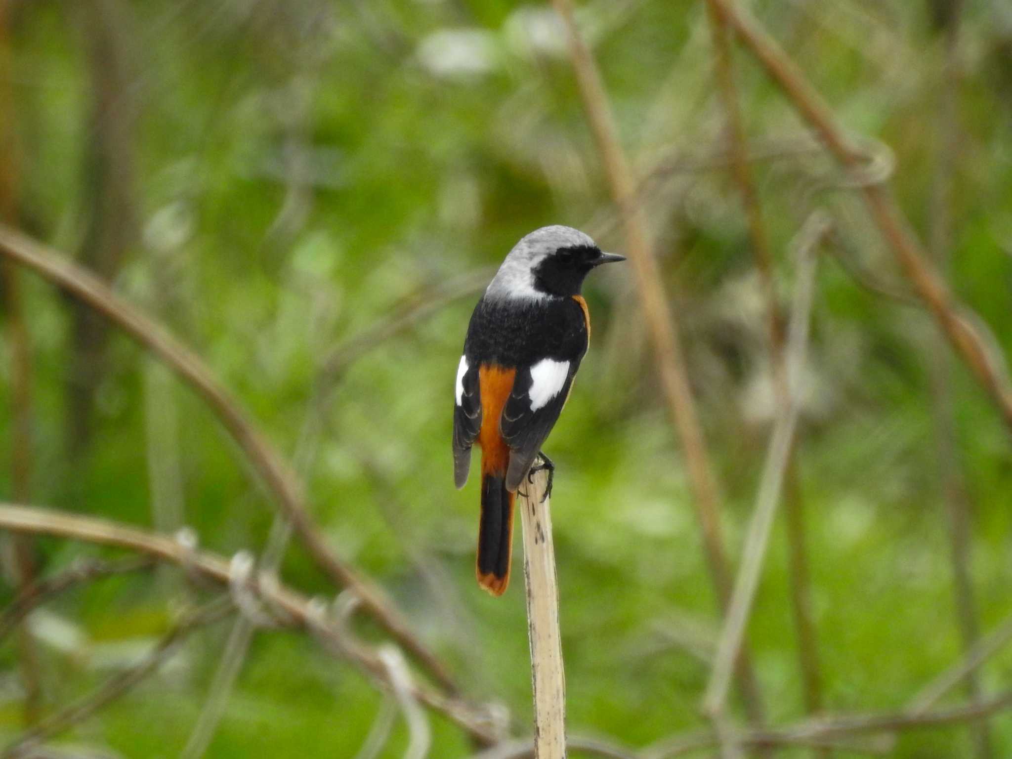 Photo of Daurian Redstart at 富岩運河環水公園 by どらお
