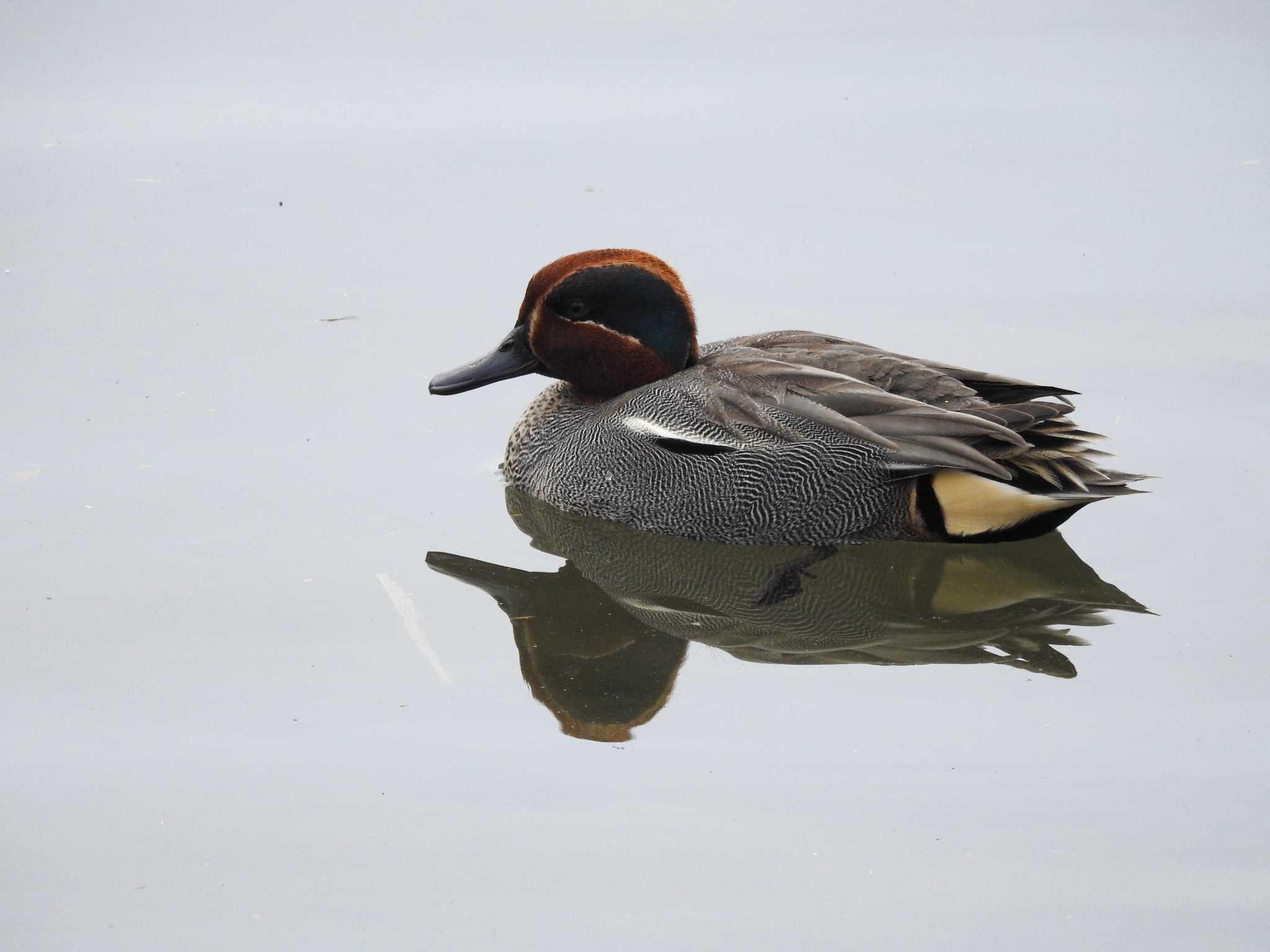 Eurasian Teal