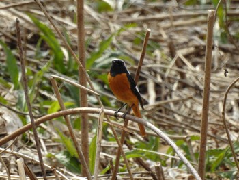 Daurian Redstart 富岩運河環水公園 Tue, 3/21/2023