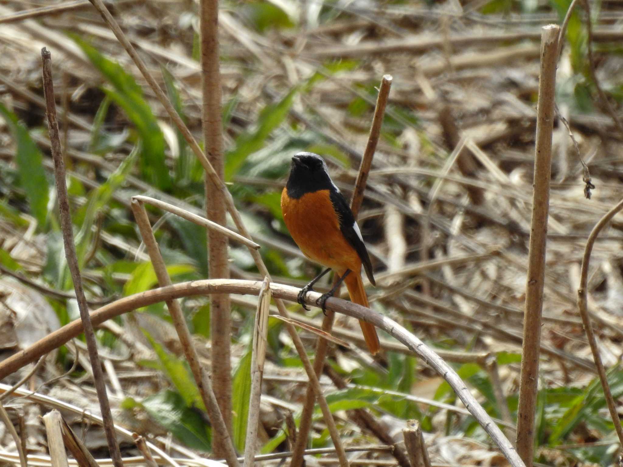 Daurian Redstart