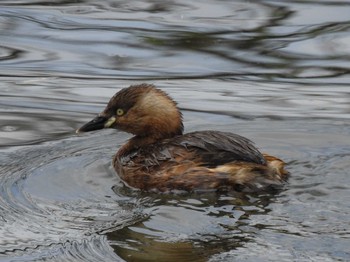 Little Grebe 富岩運河環水公園 Tue, 3/21/2023