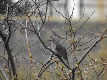 ヒヨドリ 富岩運河環水公園 2023年3月21日(火)