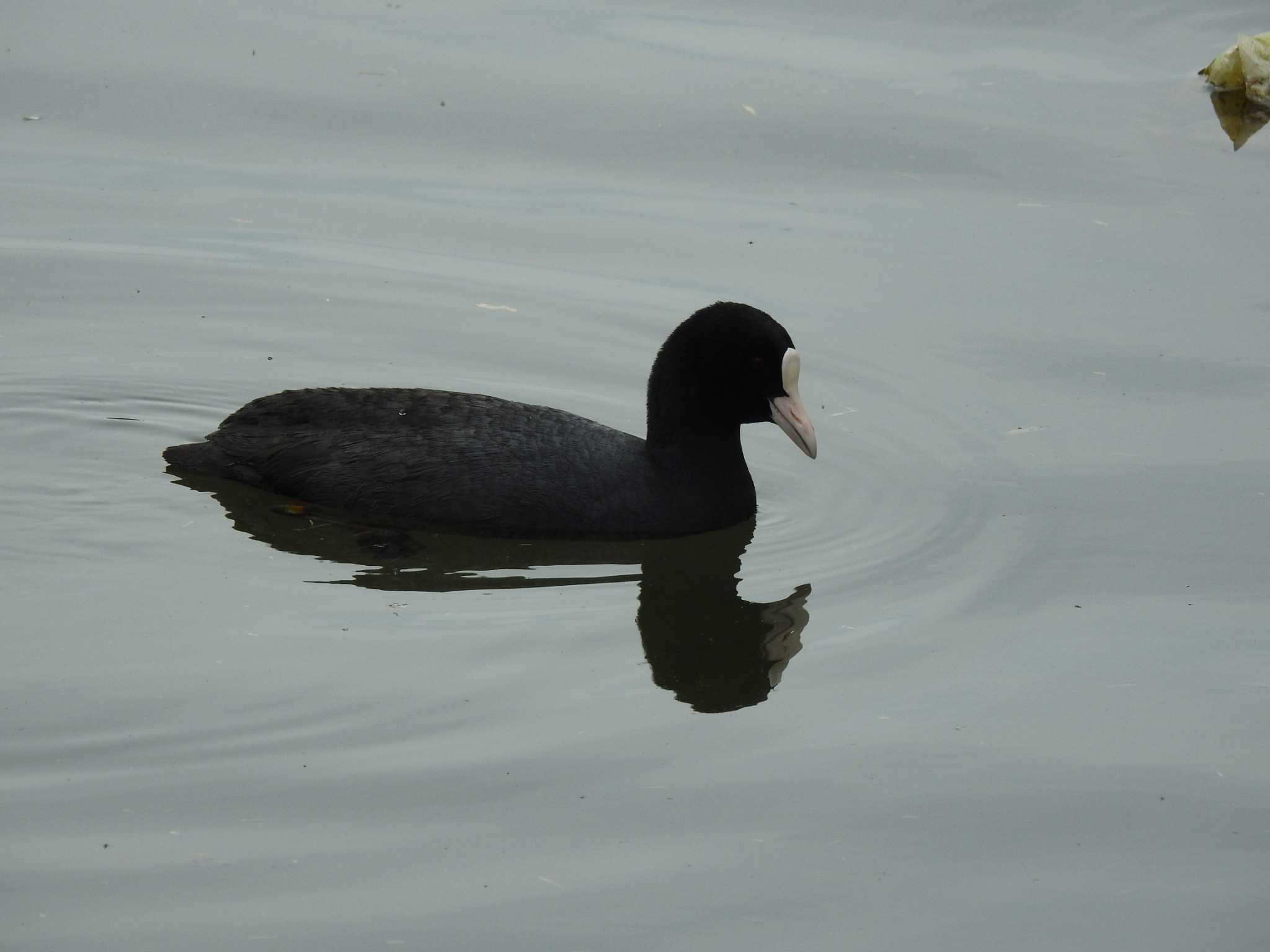 Eurasian Coot