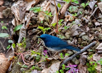 Siberian Blue Robin Karuizawa wild bird forest Sun, 5/6/2018