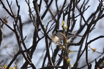 Japanese Tit 舞鶴公園 Sun, 3/19/2023