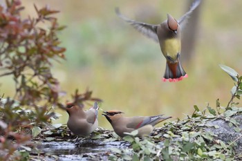 Japanese Waxwing 舞鶴公園 Sun, 3/12/2023