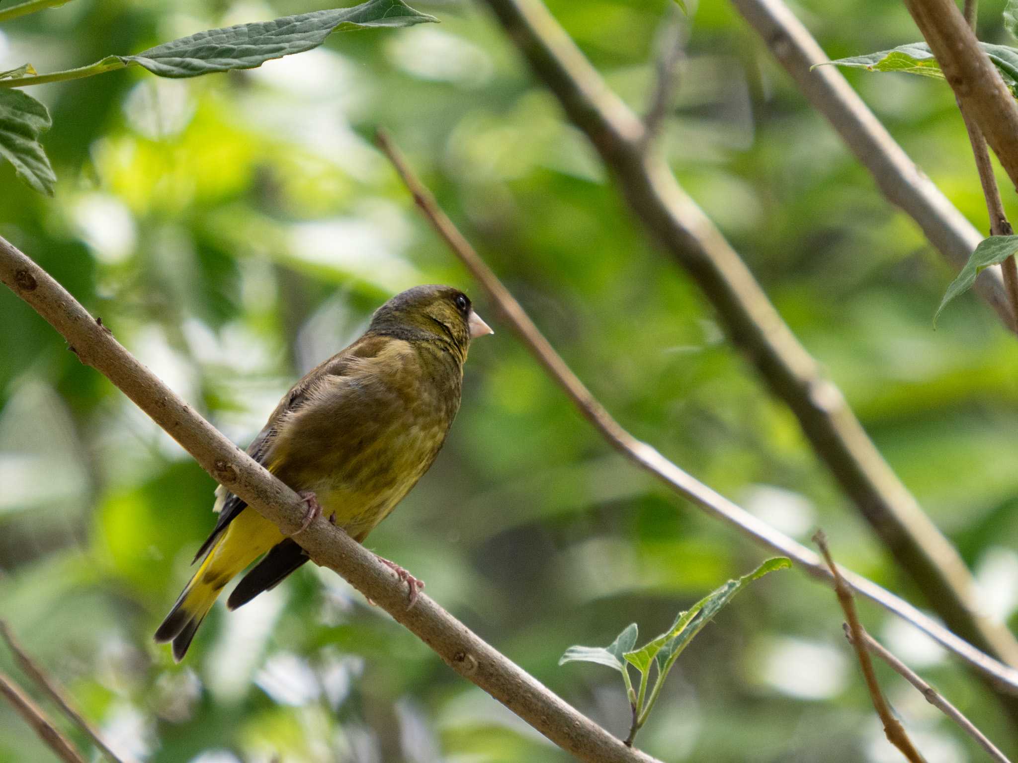 Grey-capped Greenfinch