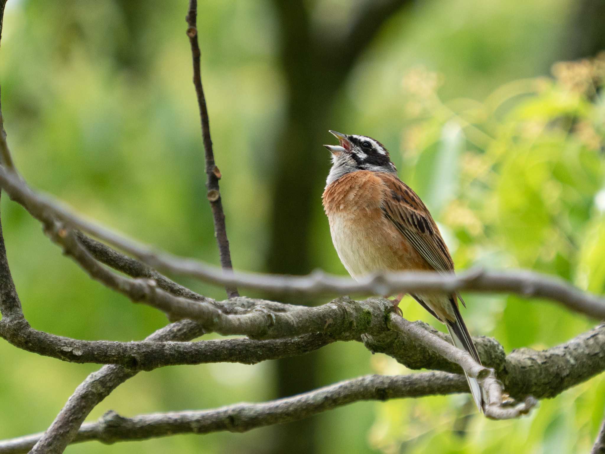 Meadow Bunting