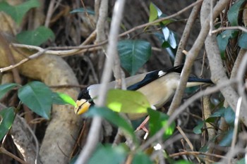 Japanese Grosbeak 舞鶴公園 Sun, 3/19/2023