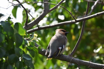 Bohemian Waxwing 舞鶴公園 Sun, 3/19/2023