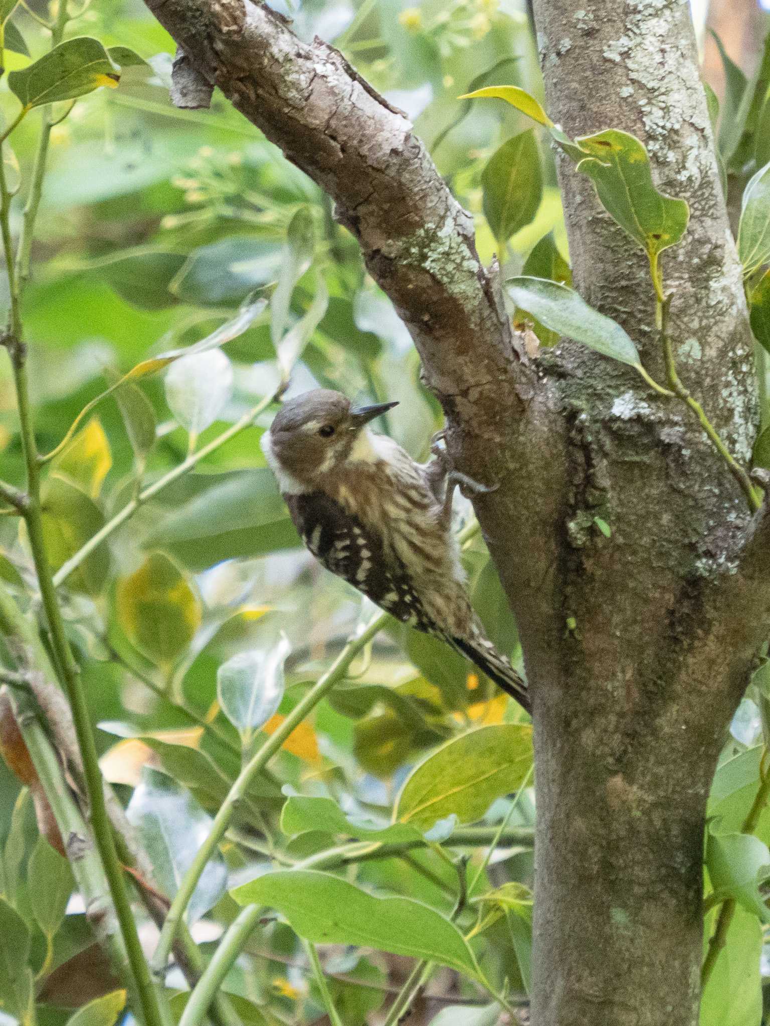 Photo of Japanese Pygmy Woodpecker at 風頭公園(長崎市) by ここは長崎