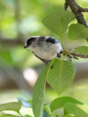 2022年5月28日(土) 風頭公園(長崎市)の野鳥観察記録