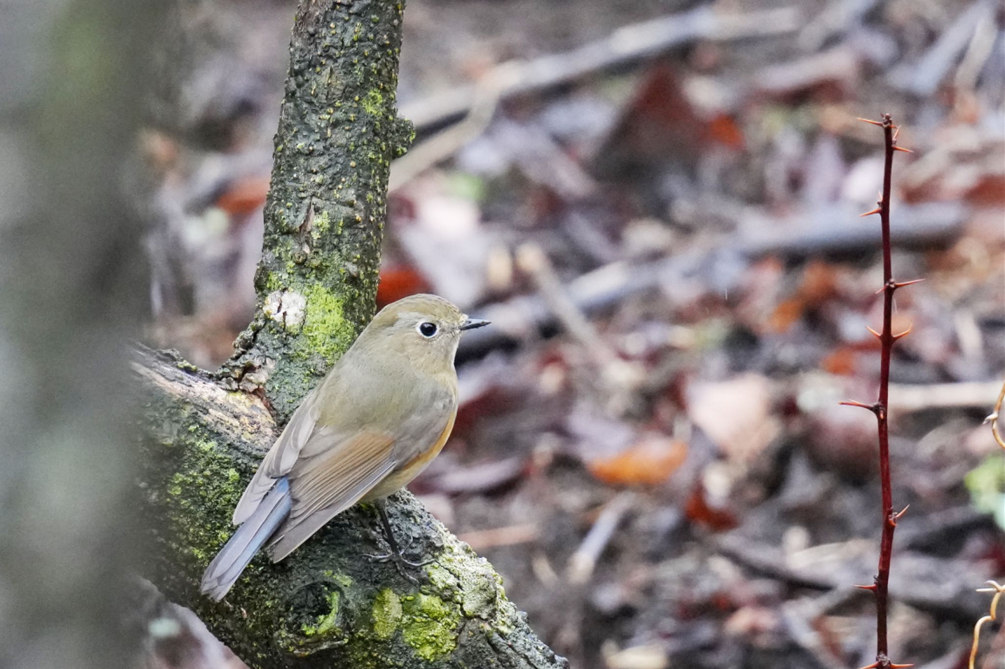 西湖野鳥の森公園 ルリビタキの写真 by アポちん