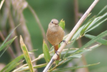 Daurian Redstart 緑区 Tue, 3/21/2023