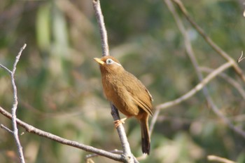 Chinese Hwamei 桜ヶ丘公園 Mon, 3/20/2023