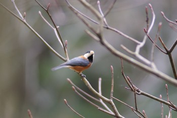 Varied Tit 緑区 Tue, 3/21/2023