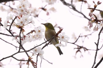 Warbling White-eye 厚木七沢森林公園 Tue, 3/21/2023