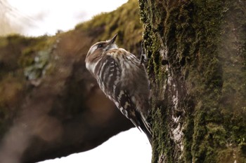 Japanese Pygmy Woodpecker 厚木七沢森林公園 Tue, 3/21/2023