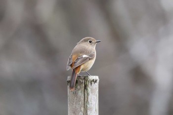 Daurian Redstart 厚木七沢森林公園 Tue, 3/21/2023