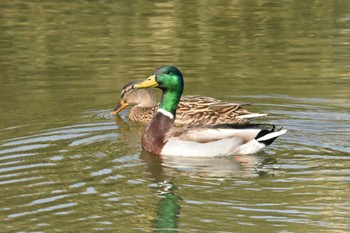 Mallard 七夕池(福岡市) Thu, 4/18/2019