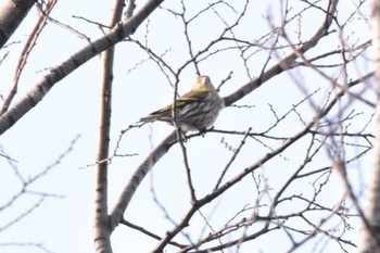 Eurasian Siskin 弘前城公園 Sat, 3/18/2023