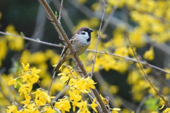 Tue, 3/21/2023 Birding report at 大阪府