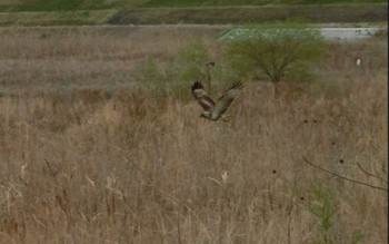 2023年3月21日(火) 多摩川の野鳥観察記録