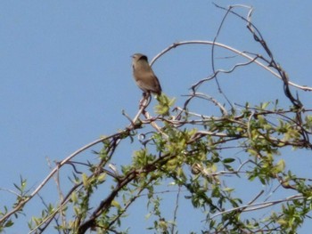 2023年3月20日(月) 多摩川の野鳥観察記録