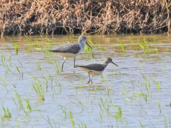 Marsh Sandpiper Ishigaki Island Sat, 2/18/2023