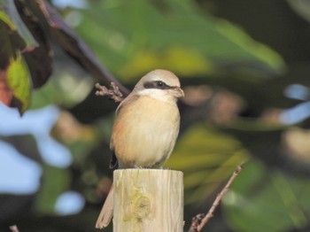 Brown Shrike(lucionensis) Ishigaki Island Sat, 2/18/2023