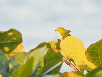 Japanese White-eye(loochooensis) Ishigaki Island Sat, 2/18/2023