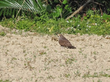 Grey-faced Buzzard Ishigaki Island Sat, 2/18/2023