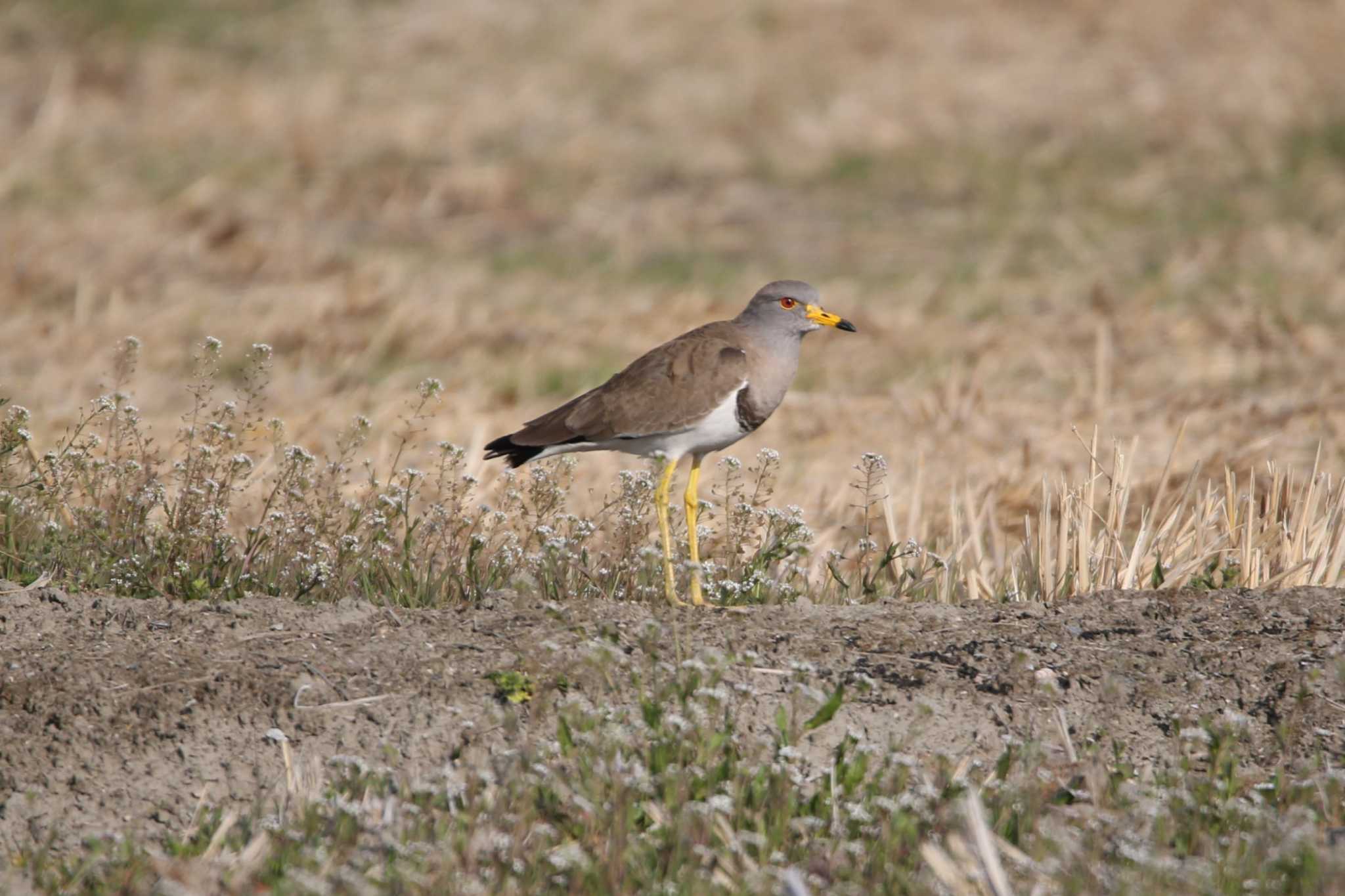 Photo of Grey-headed Lapwing at 岐阜県大垣市南一色町 by 日野いすゞ