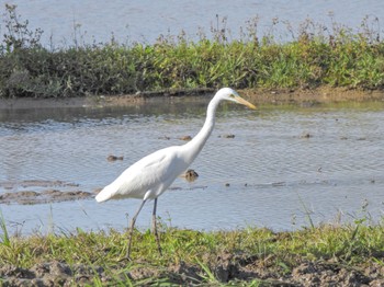 Great Egret(modesta)  Ishigaki Island Sat, 2/18/2023