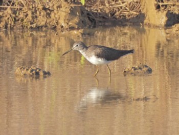 Green Sandpiper Ishigaki Island Sat, 2/18/2023