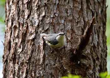 Eurasian Nuthatch Karuizawa wild bird forest Sun, 5/6/2018