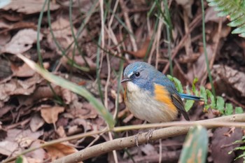 Tue, 3/21/2023 Birding report at Kodomo Shizen Park