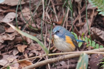 Red-flanked Bluetail Kodomo Shizen Park Tue, 3/21/2023