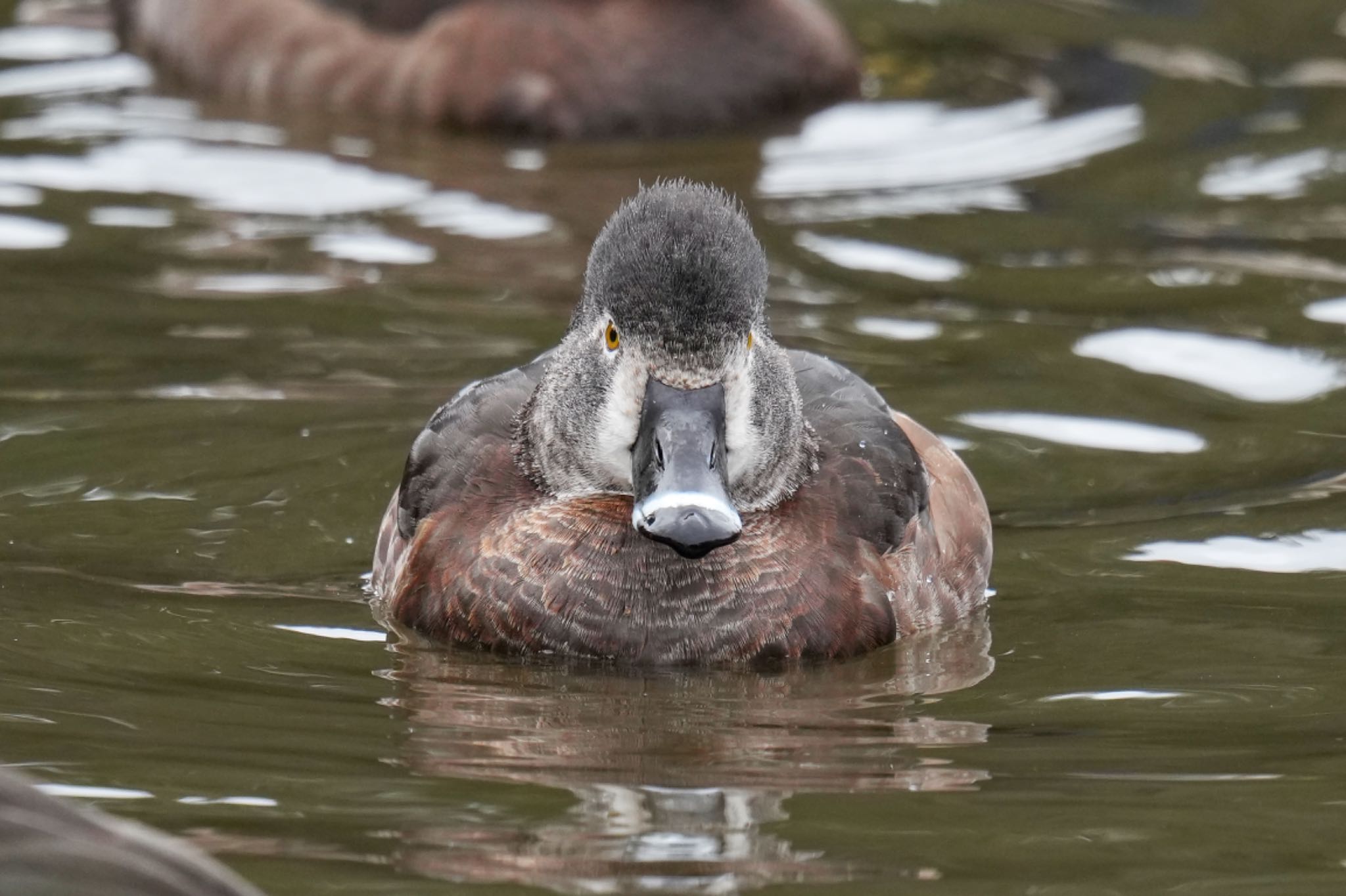 こども自然公園 (大池公園/横浜市) クビワキンクロの写真 by アポちん