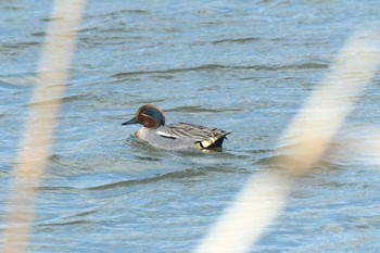 Eurasian Teal 青森県十和田市 Mon, 3/20/2023