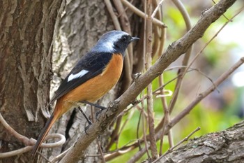 2023年3月21日(火) 手賀沼の野鳥観察記録