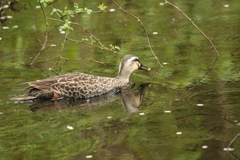 Eastern Spot-billed Duck Miharashi Park(Hakodate) Sun, 5/13/2018