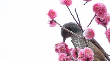 Brown-eared Bulbul 帷子川 Tue, 3/21/2023